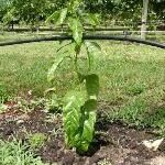 Passionfruit vine tied to lower wire until tall enough to attached to the next wire up